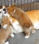 Puppies adorably attack a playful Corgi