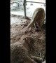Thai Golden Retriever buries his lazy sister in soil after she refuses to play