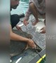 Sea turtle rescued by Thai fisherman after being hit by a harpoon spear