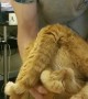 Cat Contorts into Peculiar Position