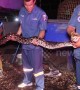 Thai firemen catch 16ft python after it killed gamecock worth thousand pounds