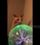 Sphynx cat in Texas becomes fascinated with plasma ball