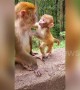 Tiny baby macaque kisses its mum on the lips in China's Guiyang