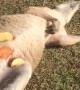 Wallaby Snacks in the Sun