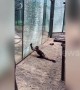 Capuchin monkey cracks tempered glass with stone at Zhengzhou zoo