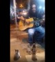 Guitar-Loving Kittens Crowd Around Street Performer