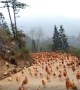 Farmer Blows Whistle To Amazingly Gather Flock of Hundreds of Chickens