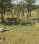 Cheetahs Chase and Take Down Zebra Foal