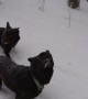 Are These Dogs Frozen?