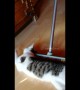 This cat loves being swept across the floor at his home in Hungary