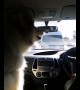 Alaskan Malamute howls along at passing siren