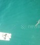 Huge great white shark circles '10 times' around Aussie fisherman's boat