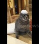 Purr-petrator! Cat totally freaks out from bath bubbles on head