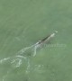 Dolphins 'launch fish into orbit' with unique hunting technique demonstrated off Florida's coast