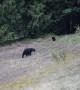 Bear caught on camera with mysterious blue head