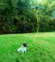 Drone Walks the Dog