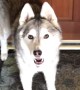 Stubborn husky blocks door when it\'s time for owner to go work