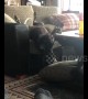Acrobatic dog finds unique way to get of the couch
