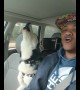 Husky and owner hilariously sing together in the car