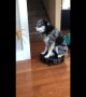 Confused pup sits on top of working robot vacuum