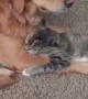 Golden Retriever calmly puts up with overly-affectionate cat