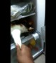 Cool cat in India refuses to leave fridge that it was chilling inside