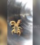 Chinese woman catches rare two-tailed scorpion in China's Xinxiang