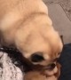 Pug wakes up his sleeping puppy friend