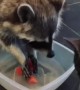 Cat scolds raccoon for putting food in water bowl