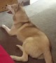 Husky loudly protests when it\'s time for a shower