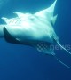 Unique footage shows rare manta ray mating dance in Caribbean