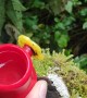 Hand Feeding Hummingbirds