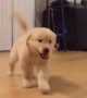 Golden Retriever puppy has fun time sliding on the floor