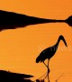 Straight out of Lion King: Beautiful silhouette of open-billed stork in South African national park