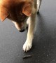 Caterpillar Startles Curious Dog