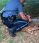 Police Officer comes to the rescue of a fawn trapped in a soccer net