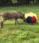 Donkey Bewildered by New Ball
