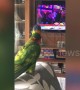 Pet parrot whistles and grooves to popular Bollywood song in Bangladesh