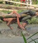 Contestants whack each other with bags of rice while balancing on pole over pool of mud in Indonesia