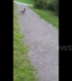 Cheeky fox steals frisbee and runs off with it