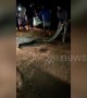 Locals capture 15-foot-long python in southern Indian village