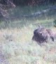 Hungry Bear Moves Huge Bison