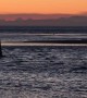 Bears Enjoy Spectacular Sunset Swim
