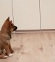 Puppy can't contain his excitement when owner comes home