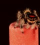 Tiny Jumping Spider Springs from Pencil Eraser