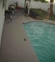 Dog Wipes out Diving into Pool
