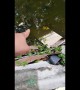 Strange fish leaps from water after being teased by stunned local