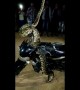 Wild python climbs parked bike and "dances" spectacularly