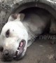 Dog rescued after getting stuck in concrete drain pipe