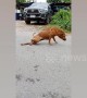 Clever dog fakes broken leg to get attention from passersby